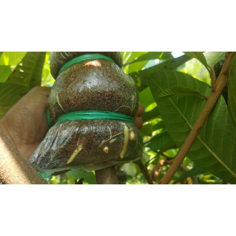Bibit Buah Mamey Sapote Fresh Cangkok