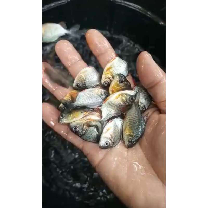 

Ikan Bawal ukuran silet 4-5cm