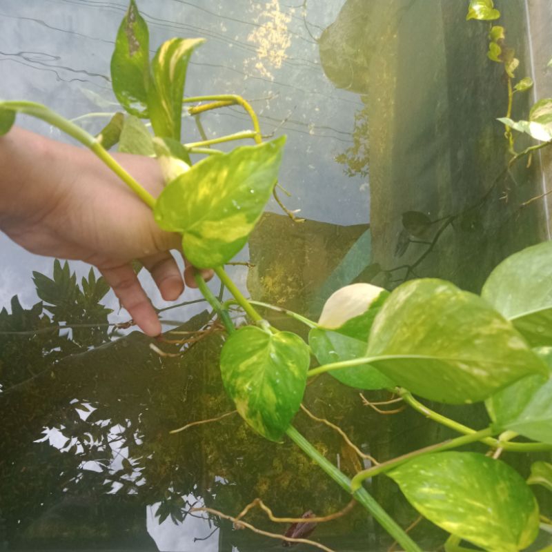 Tanaman sirih gading hiasan aquarium aquascape