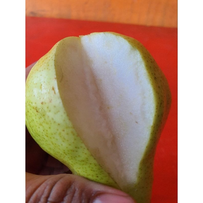 

BUAH PEAR PACKAM ATAU PEAR HIJAU