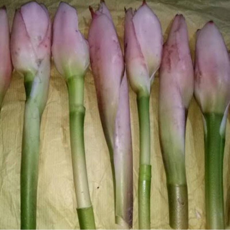 

Bunga kecombrang / honje