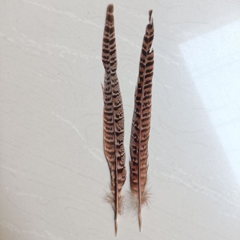 Bulu Burung Pheasant / Bulu Burung Imitasi Halus