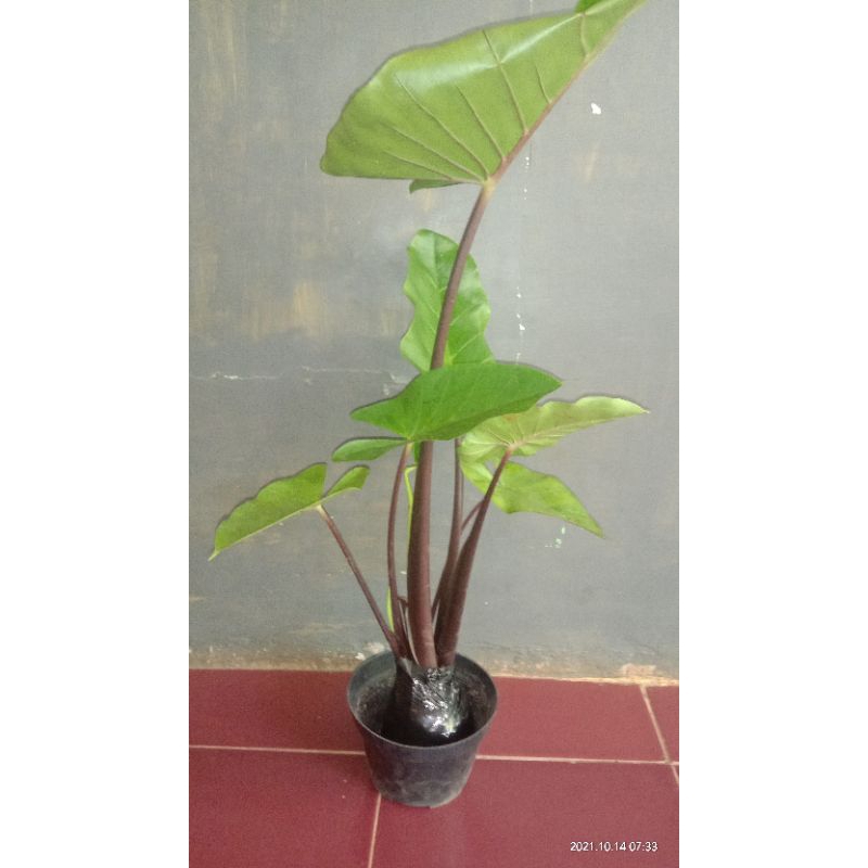 tanaman hias sente hitam pohon sente hitam
