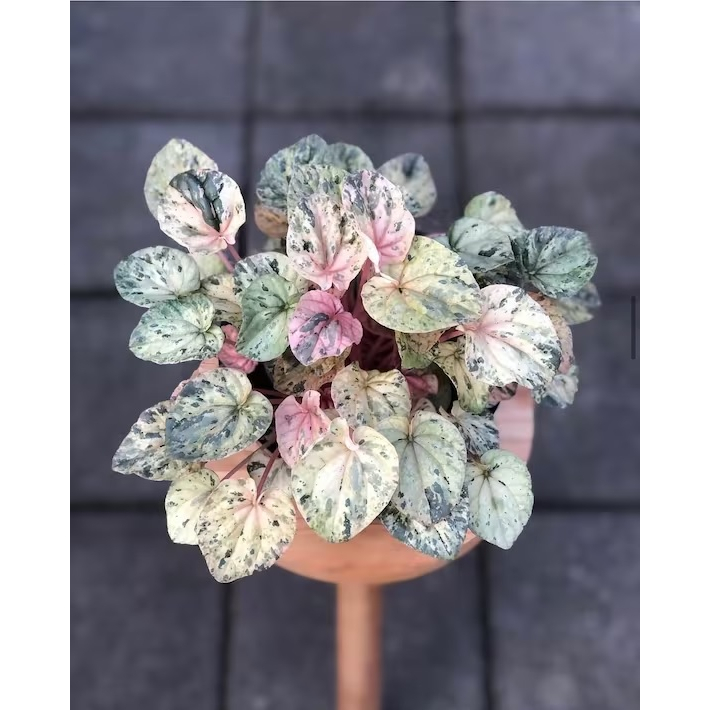 BIBIT TANAMAN HIAS PEPEROMIA CAPERATA PINK LADY
