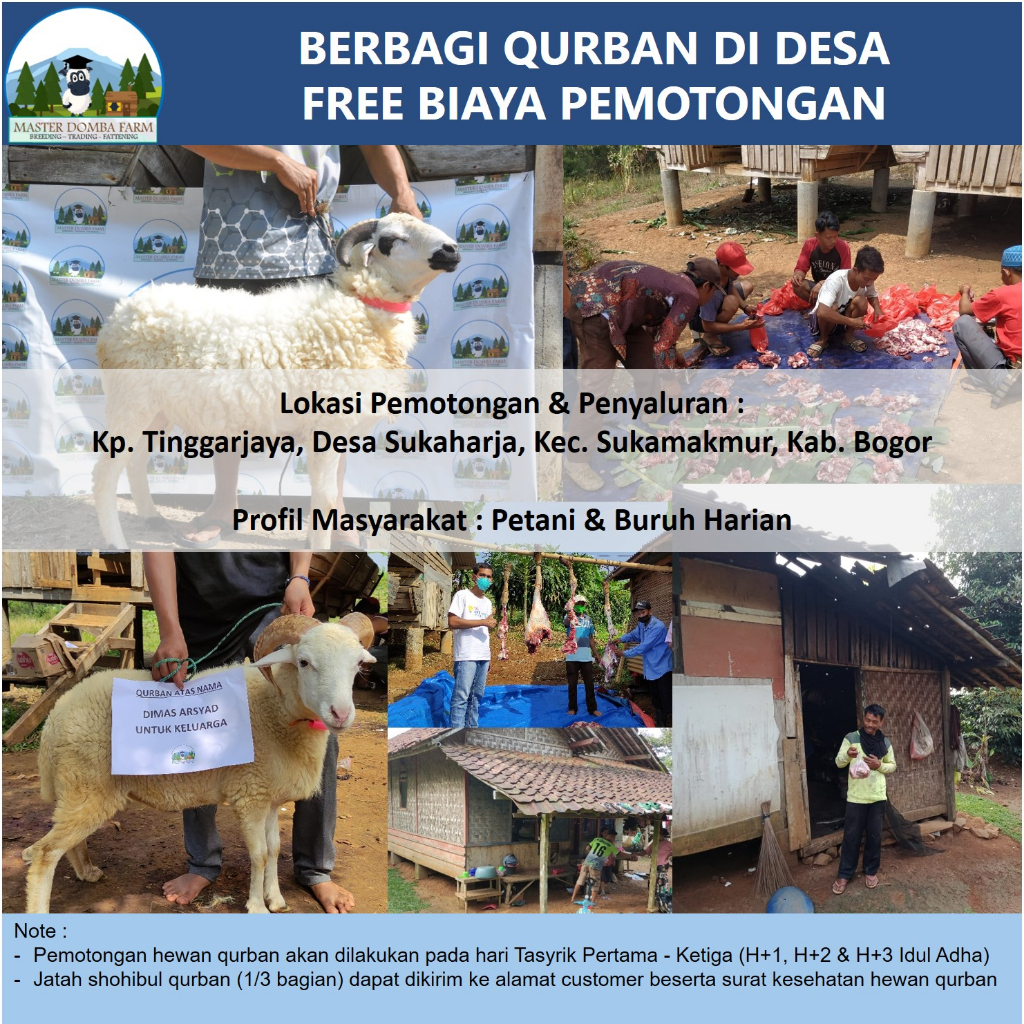 

Tebar Hewan Qurban Di Desa - Domba Qurban - Kambing Kurban