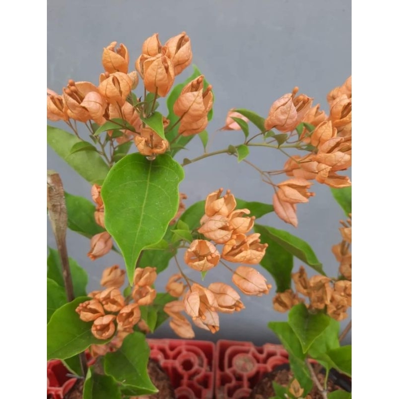 Bugenvil jenis id anggur