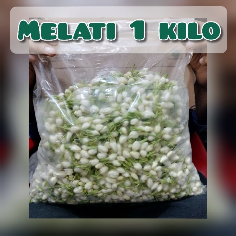 Bunga Melati Putih ronce 1 Kg kembang tabur wangi dan segar
