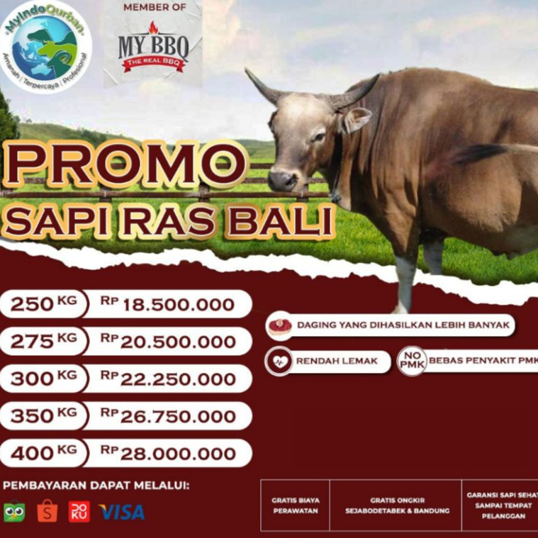 Sapi Qurban Ras Bali My Indo Qurban