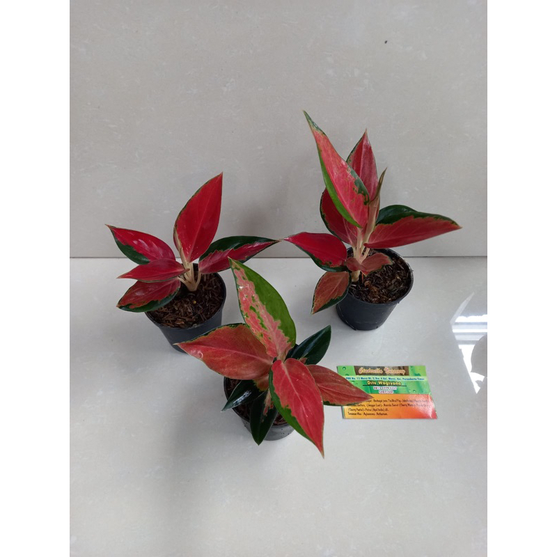 Aglaonema red ayu