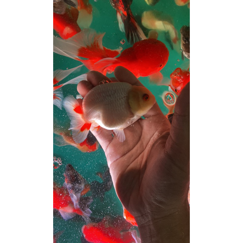 ranchu rw berjambul paket 1 ekor