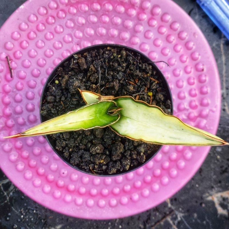 Sansivera Robusta Dwarf Varigata Putih Jreng #03