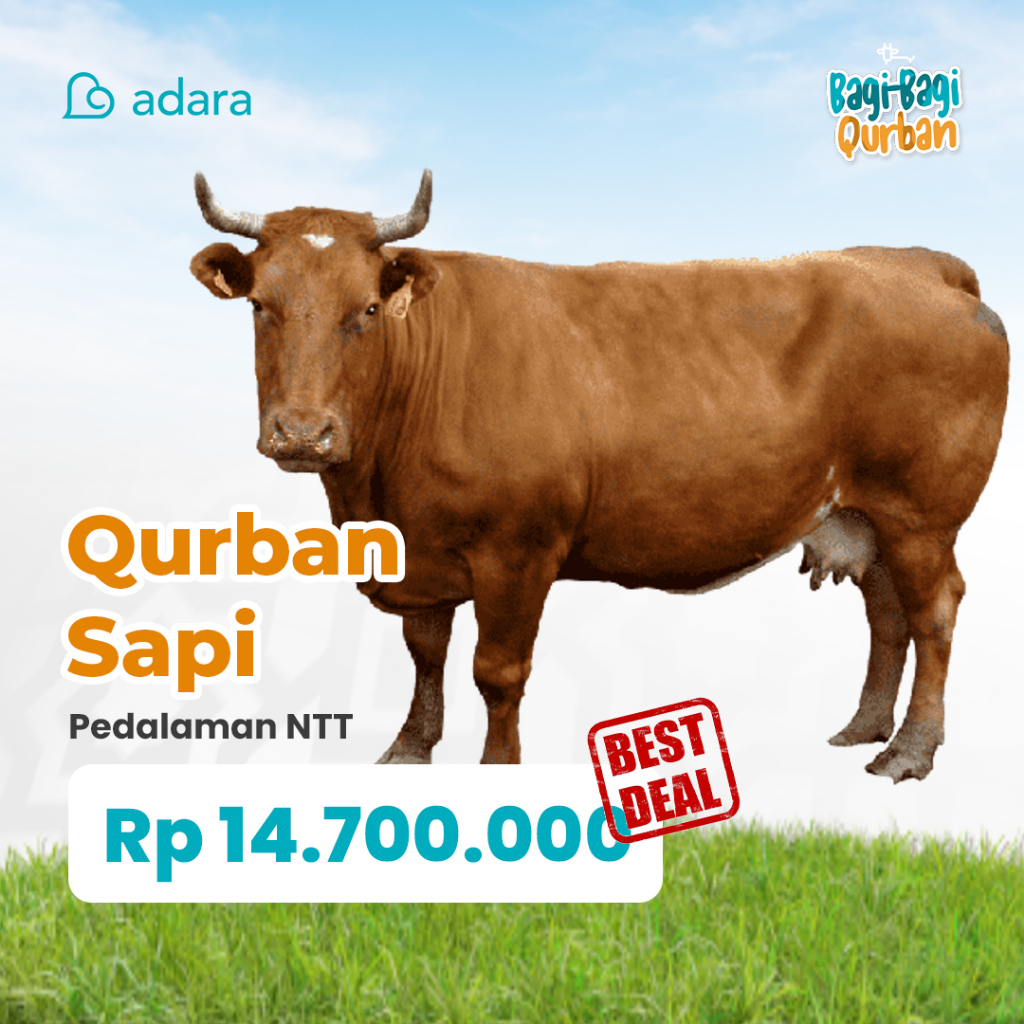 [PALING MURAH] Qurban Sapi Pedalaman NTT