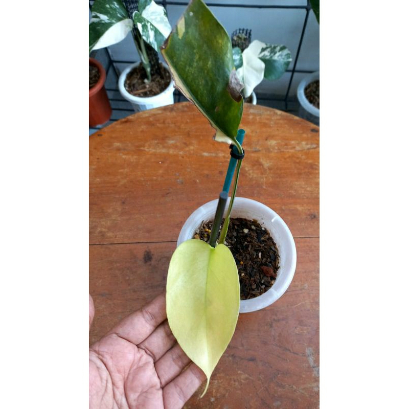 monstera marmorata ekonomis