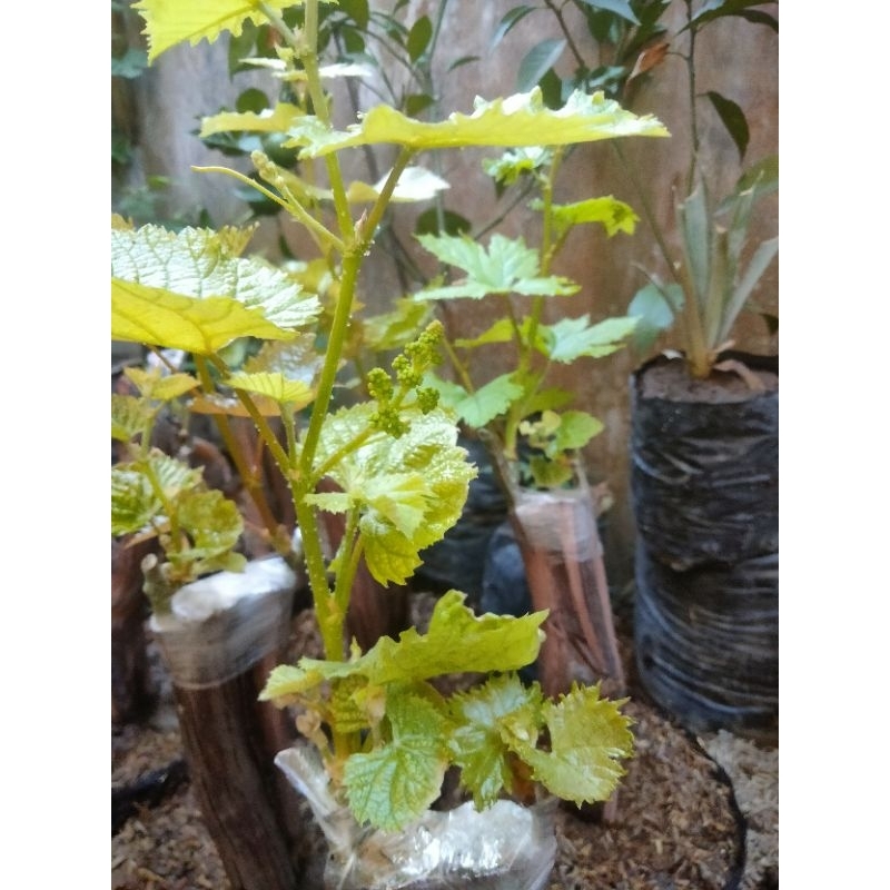 bibit anggur import berbunga varian sedang batang besar