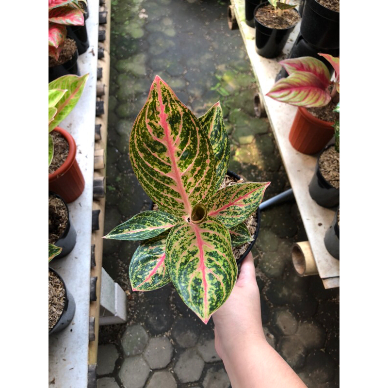 Aglaonema Widuri