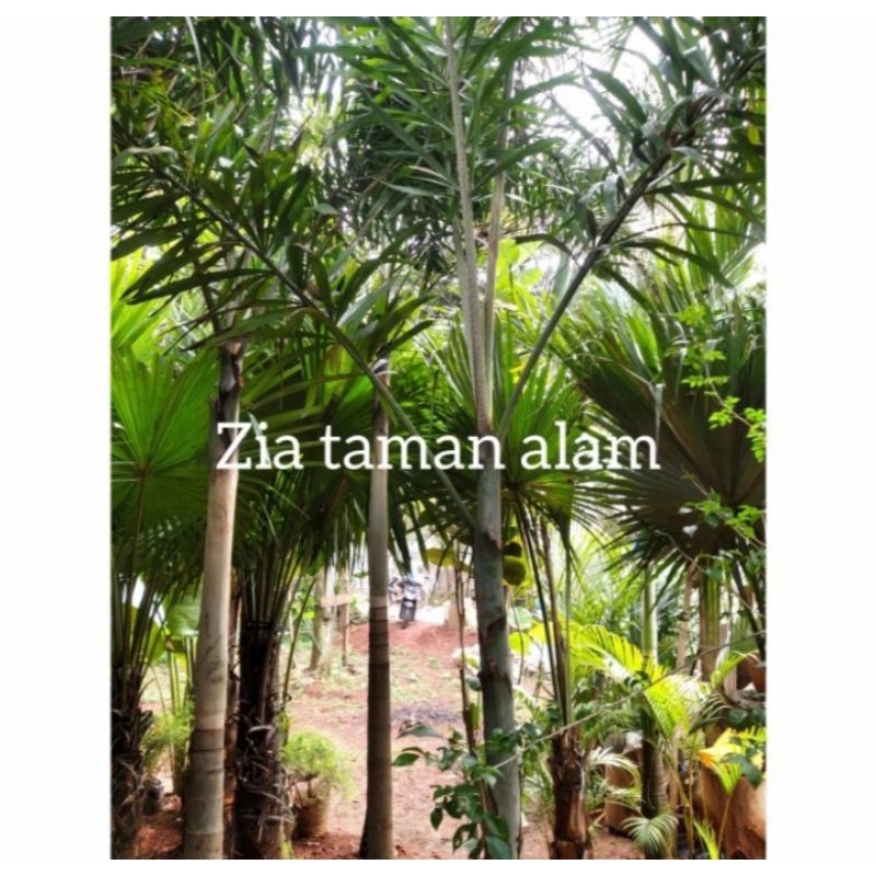 Pohon palem ekor tupai