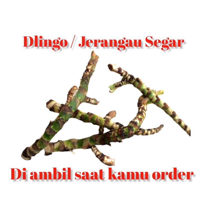 DELINGO SEGAR / JERINGAU / JERANGAU SEGAR