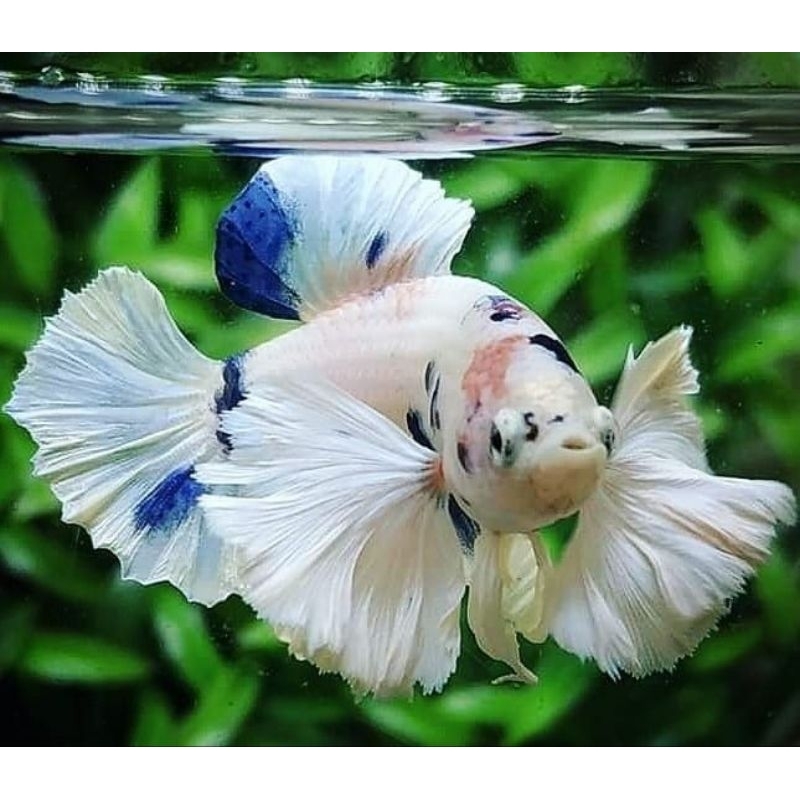 PK DUMBO AER TELINGA GAJAH LEBARRR