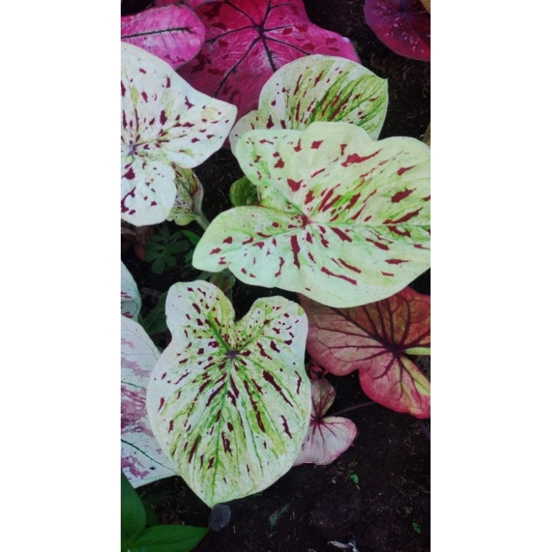 Caladium Thailand Series Starphan Induk