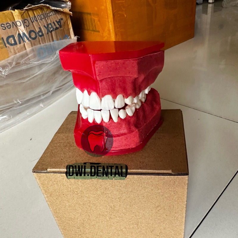 Dental model study gigi susu anak typodont