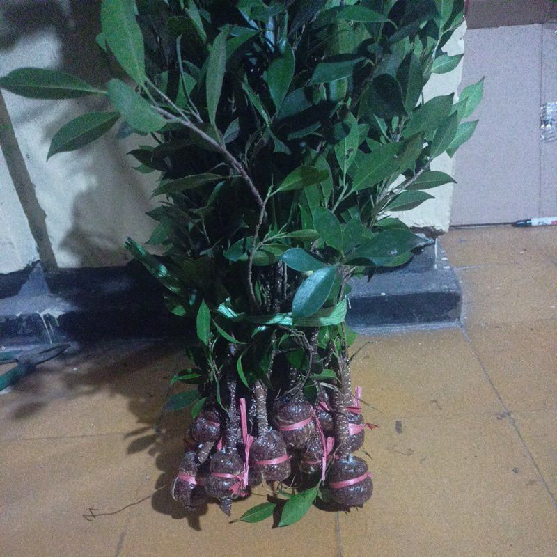 Bibit kimeng Bahan Gabungan