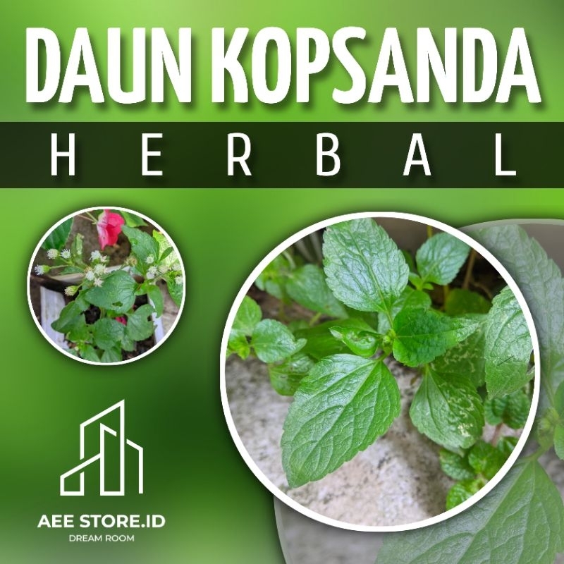 Daun balakacida segar, daun herbal kopsanda, daun babandotan