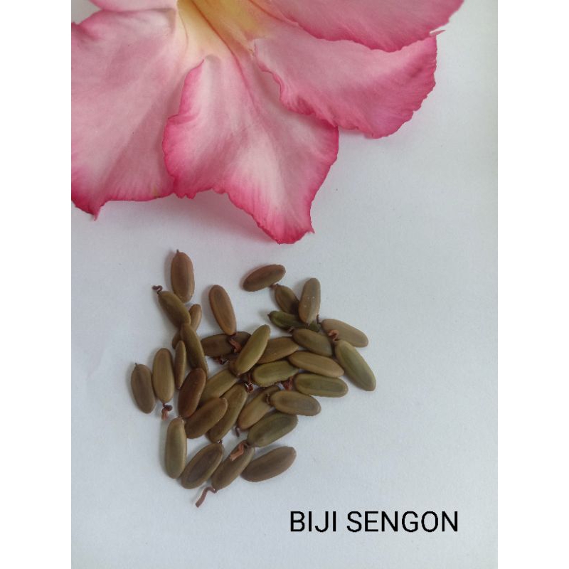 BIJI SENGON LAUT (500 biji)