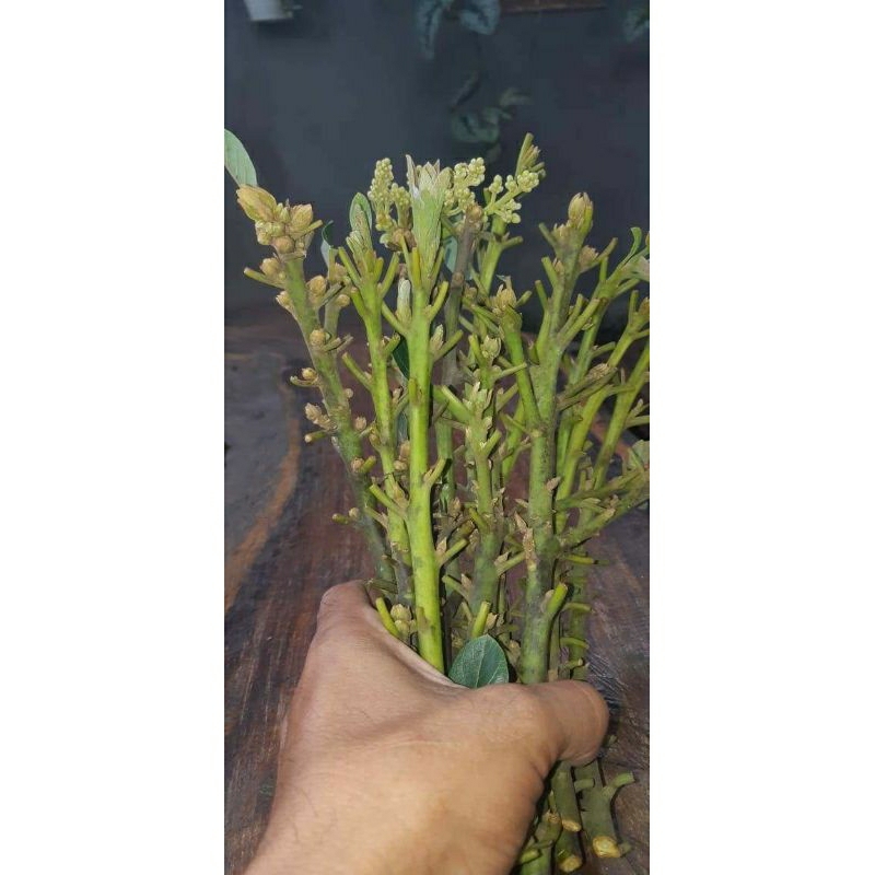 entres alpukat Miki depok