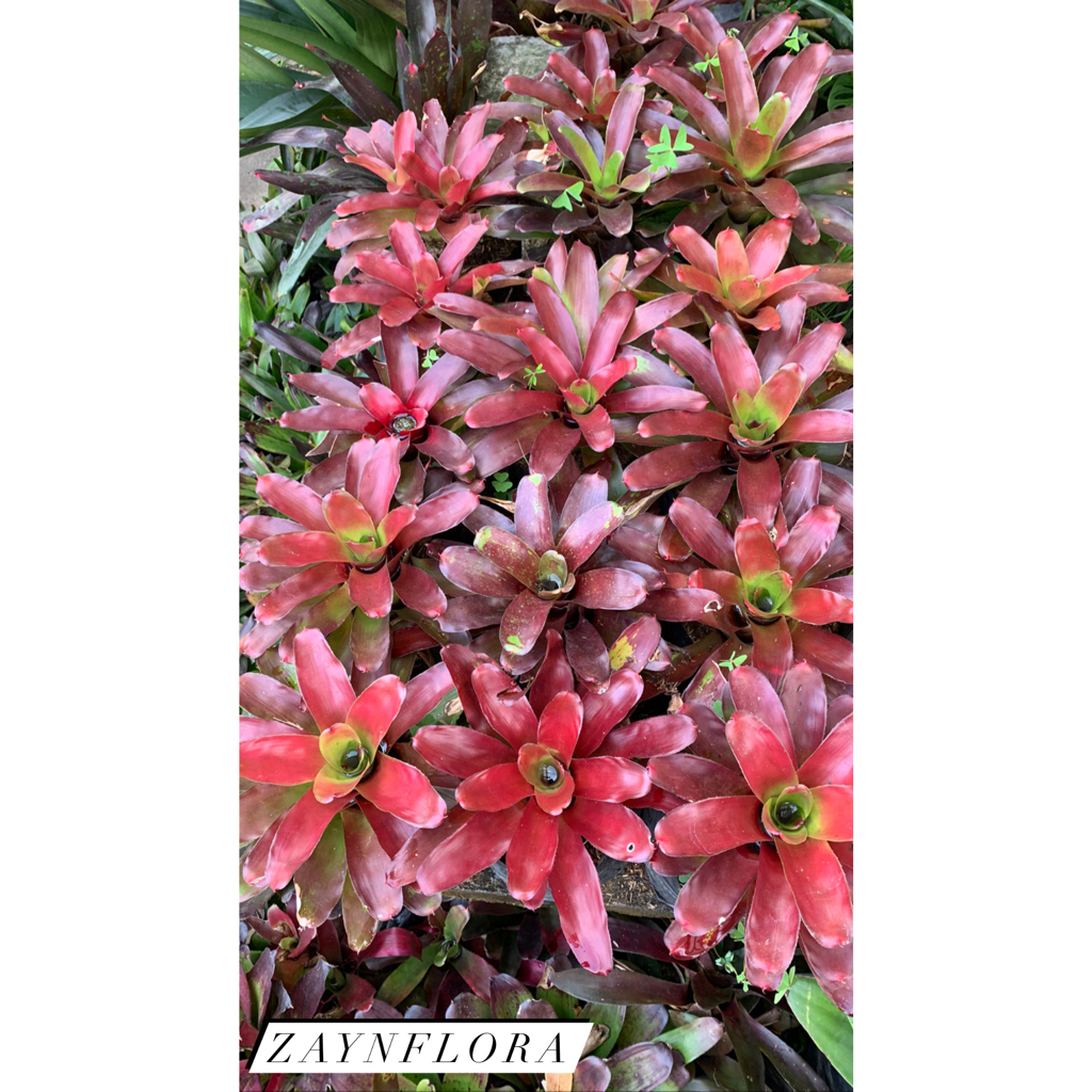 bromelia mawar