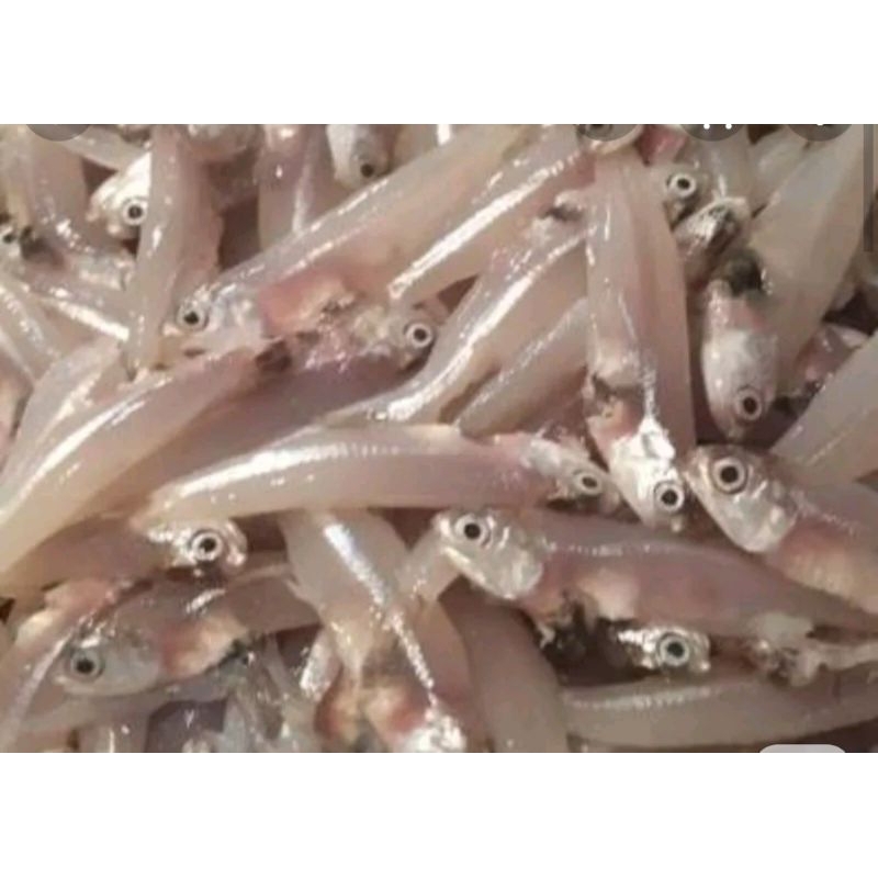 

Teri basah segar 500gr