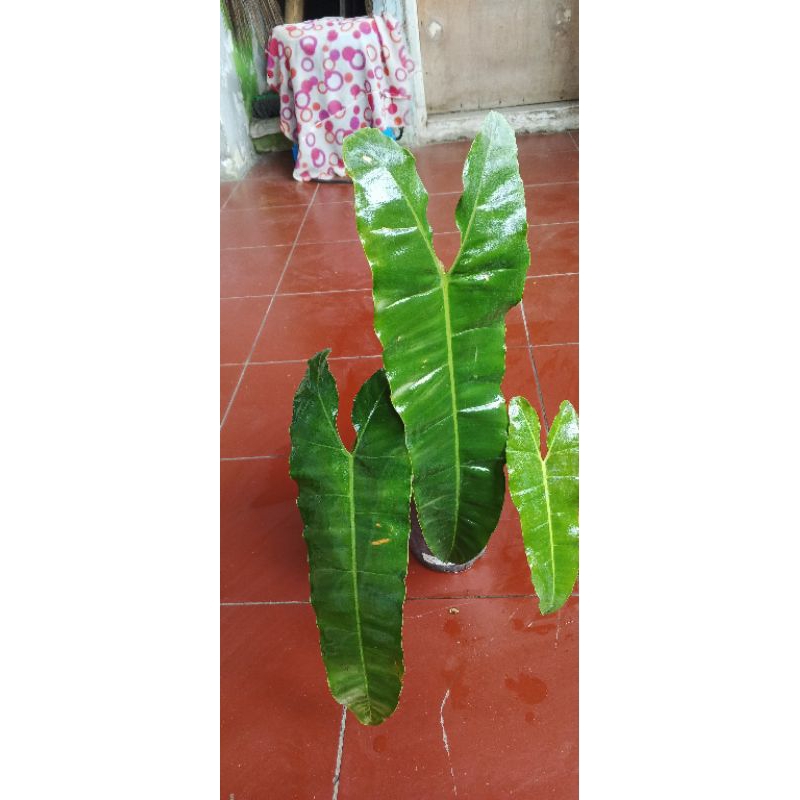 biliteae x atabapoense