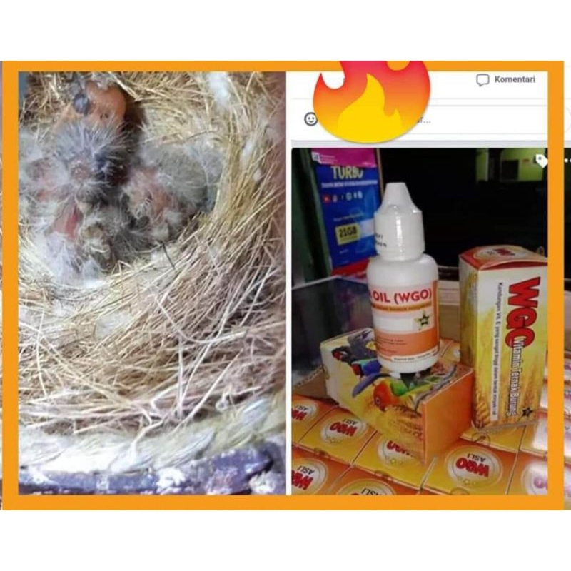 WGO VITAMIN TERNAK SEGALA JENIS BURUNG WGO WHEAT GERM OIL MINYAK