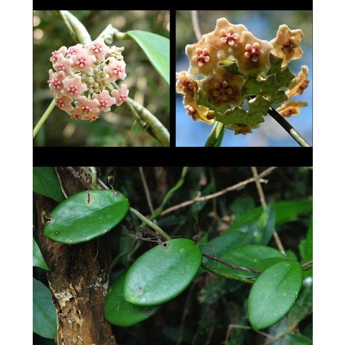 Tanaman Hias Hoya Diversifolia