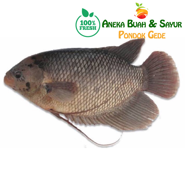 

Ikan Gurame Segar 1kg