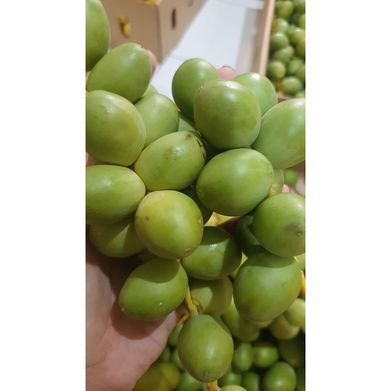 

READY KURMA MUDA HIJAU PREMIUM FRESH BUKAN FROZEN