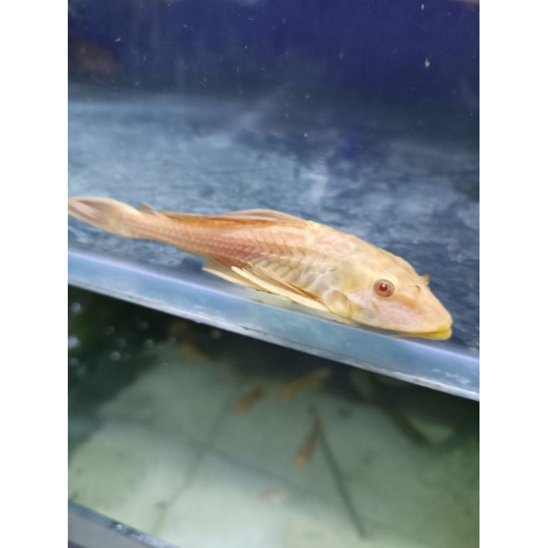 

IKAN SAPU " ALBINO PEMBERSIH LUMUT 12CM