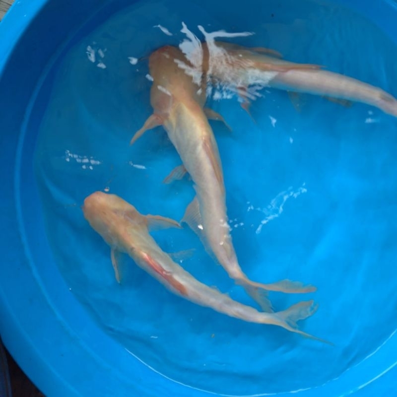 Bibit ikan patin albino size 15-20 cm