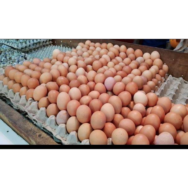 

telur ayam negri / telur ayam horn