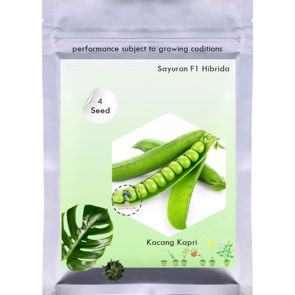 Bibit Kacang Kapri Taichung  Benih Sayuran F1 Hibrida Known You Seed Tanaman Sayur Premium