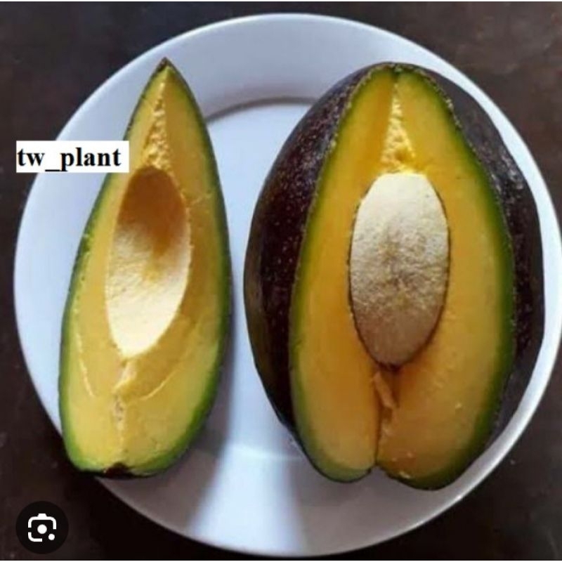 

bibit alpokat than bich