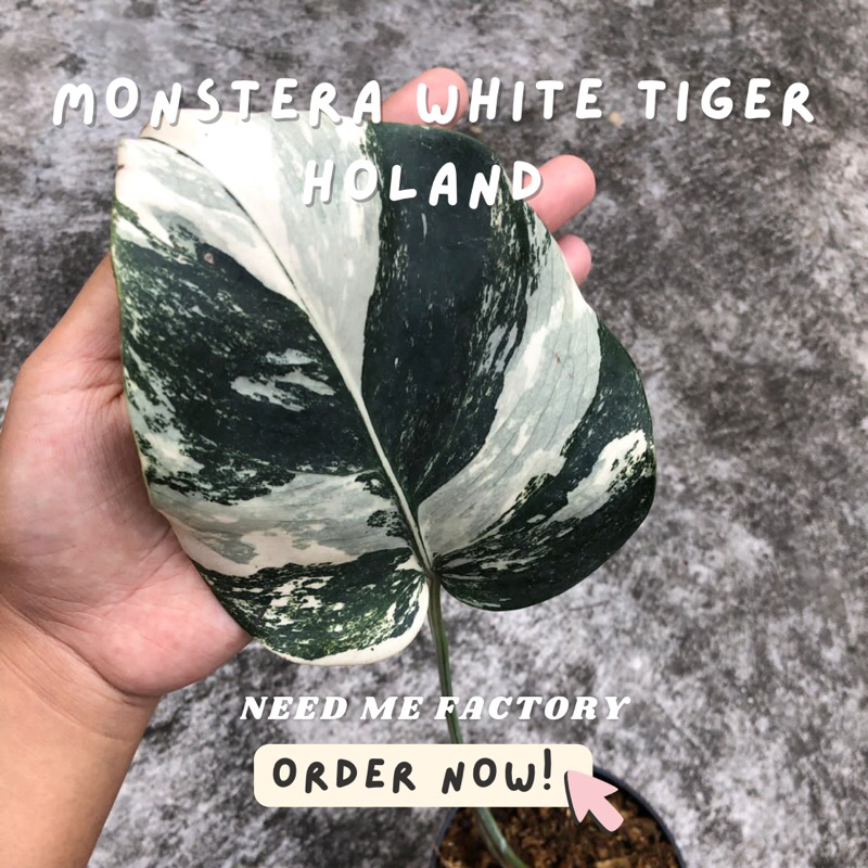 MONSTERA VARIGATA 1 DAUN EKONOMIS + TUNAS