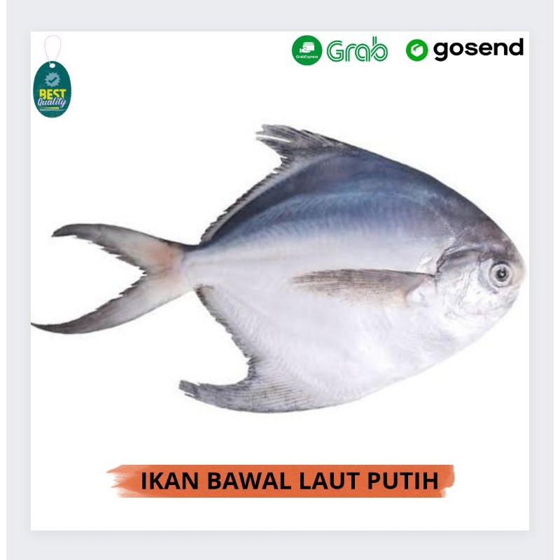 

Ikan Bawal Laut Putih Segar - 1000gr