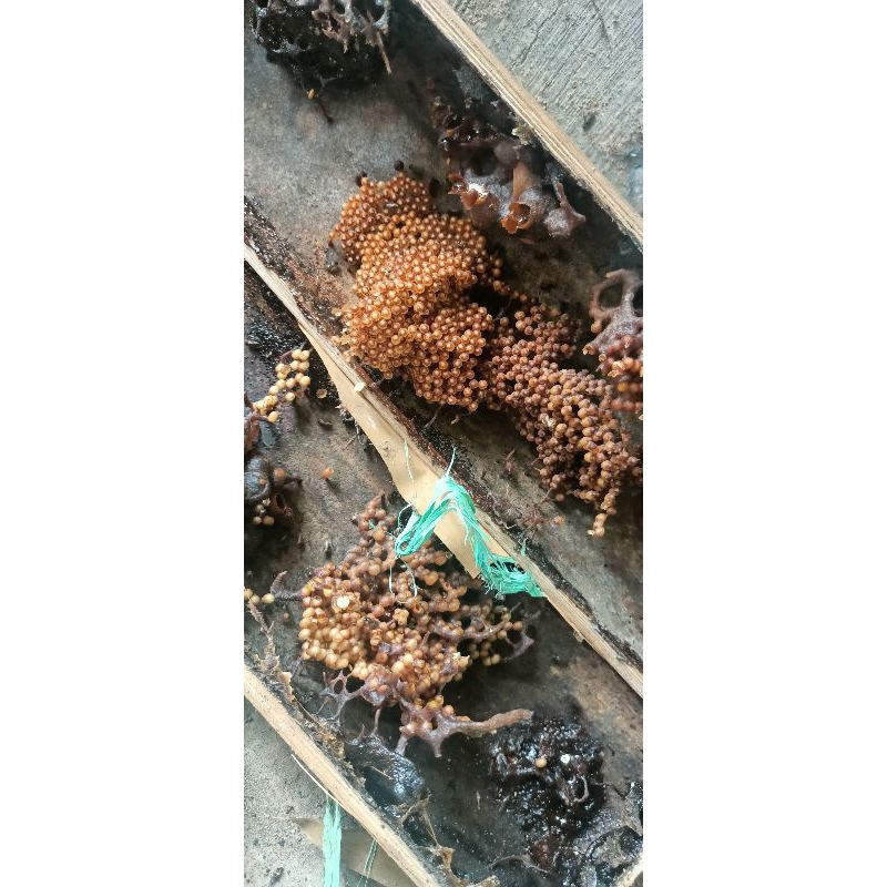 bibit klanceng drescery