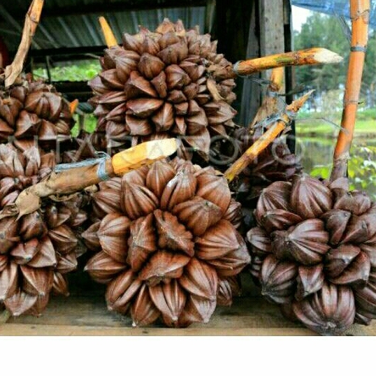 

COD BUWAH NIPAH BLM KUPAS 1000 GRM