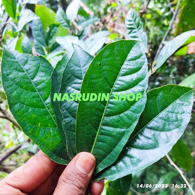 

[Fresh] DAUN AMPELAS KAYU 50 LEMBAR / DAUN PENGHALUS KAYU / DAUN HAMPLAS KAYU