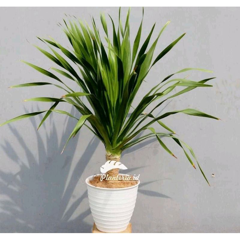Pandan Bali Tanaman hias outdoor ukuran besar