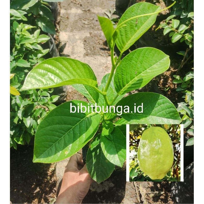 Bibit buah Markisa buah jumbo/Bibit buah Erbis jumbo