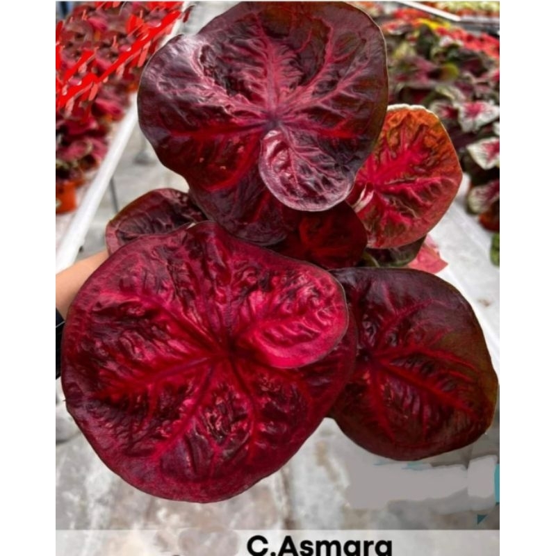 Caladium Asmara Tanaman Hias Keladi Asmara Caladium Hybrid Thailand Asmara Murah