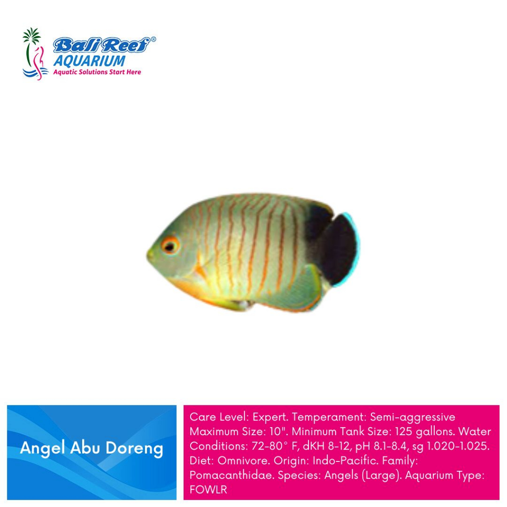 Ikan Hias Air Laut Angel Abu Doreng
