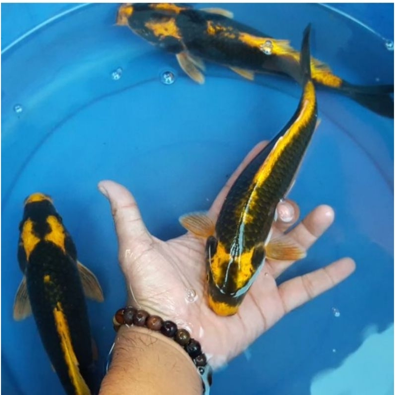 hiasan aquarium/kolam ikan hias koi kabuto non slayer ukuran 18-20cm